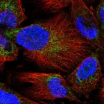 Atlas Antibodies Anti-MARCH5 Antibody