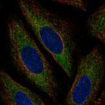 Atlas Antibodies Anti-MARCH6 Antibody