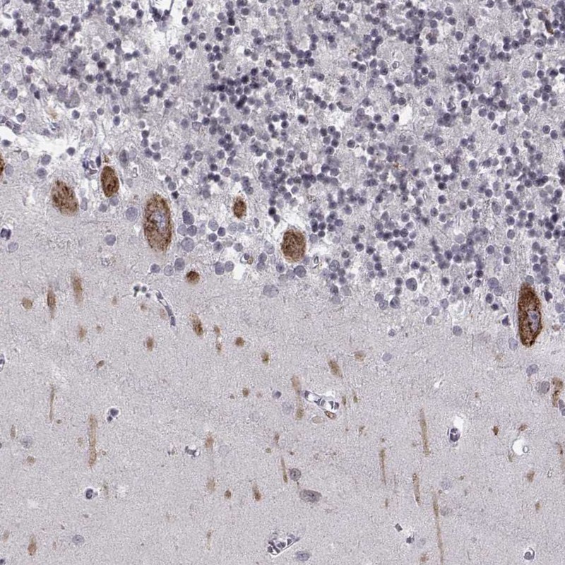 Atlas Antibodies Anti-MARCH4 Antibody