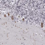 Atlas Antibodies Anti-MARCH4 Antibody