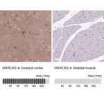 Atlas Antibodies Anti-MARCKS Antibody