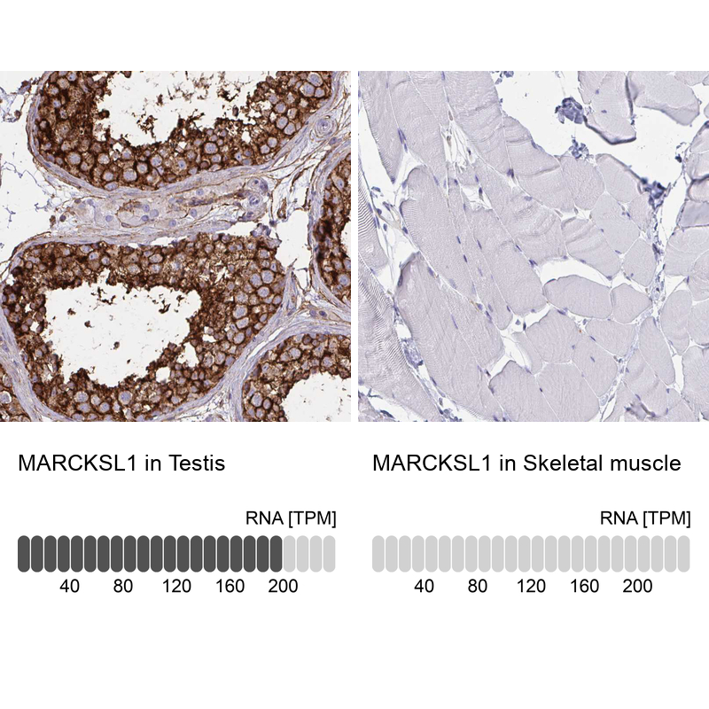 Atlas Antibodies Anti-MARCKSL1 Antibody