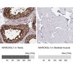 Atlas Antibodies Anti-MARCKSL1 Antibody
