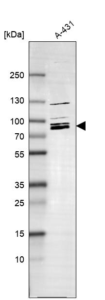 Atlas Antibodies Anti-MARK2 Antibody
