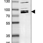 Atlas Antibodies Anti-MARK2 Antibody