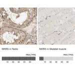 Atlas Antibodies Anti-MARS Antibody
