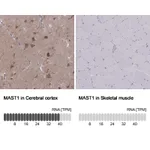 Atlas Antibodies Anti-MAST1 Antibody