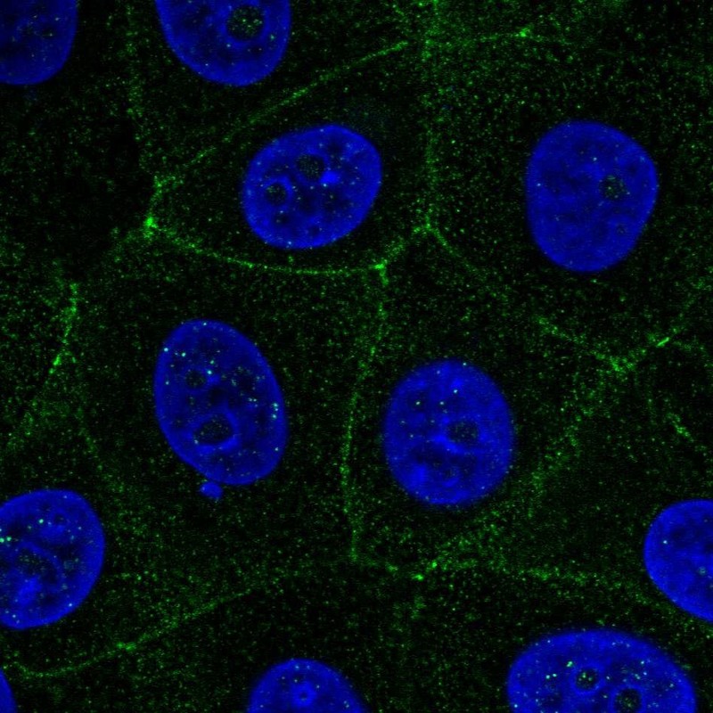 Atlas Antibodies Anti-MARVELD2 Antibody