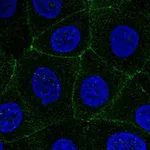 Atlas Antibodies Anti-MARVELD2 Antibody
