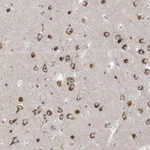 Atlas Antibodies Anti-MARS2 Antibody