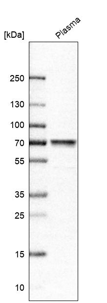 Atlas Antibodies Anti-MASP2 Antibody
