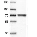 Atlas Antibodies Anti-MASP2 Antibody