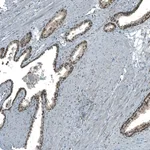 Atlas Antibodies Anti-MAT2A Antibody