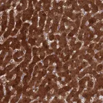 Atlas Antibodies Anti-MAT1A Antibody