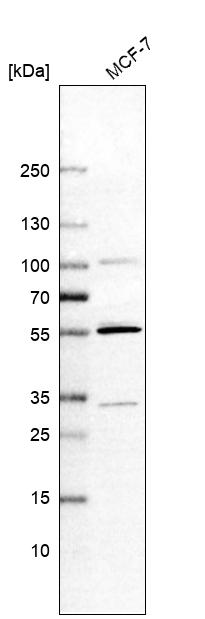Atlas Antibodies Anti-MATK Antibody