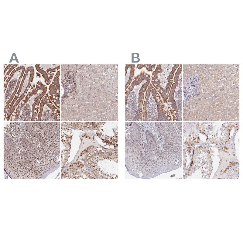 Atlas Antibodies Anti-MAVS Antibody