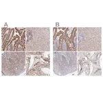 Atlas Antibodies Anti-MAVS Antibody