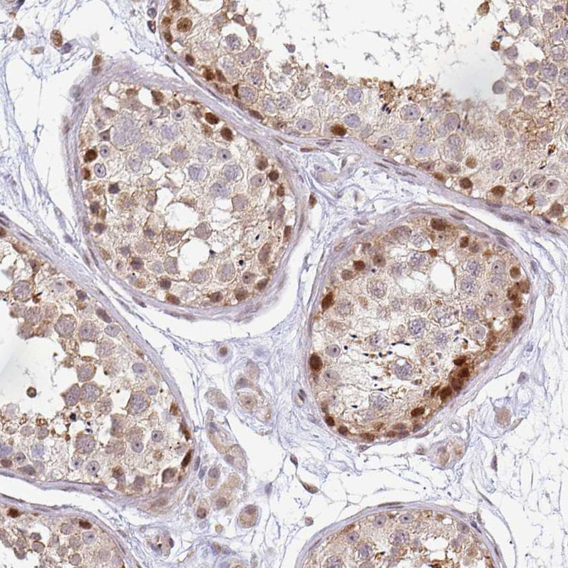 Atlas Antibodies Anti-MAZ Antibody
