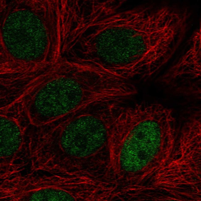 Atlas Antibodies Anti-MAZ Antibody