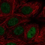 Atlas Antibodies Anti-MAZ Antibody
