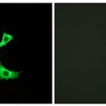 Merck ANTI-FFAR3 ANTIBODY PRODUCED IN RABBIT