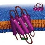 Merck BACTERIORHODOPSIN FROM HALOBACTERIUM