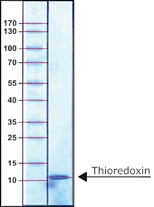 Merck THIOREDOXIN, E. COLI, RECOMBINANT EXPRES