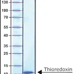 Merck THIOREDOXIN, E. COLI, RECOMBINANT EXPRES