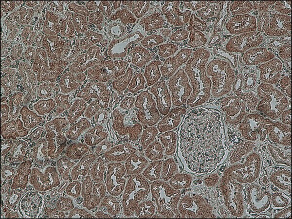 Merck Anti-Copeptin antibody produced in rabbit