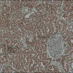 Merck Anti-Copeptin antibody produced in rabbit