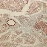 Merck MONOCLONAL ANTI-COLLAGEN TYPE IV, CLONE&