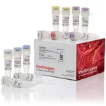 Thermo Fisher Scientific SuperScript IV First-Strand Synthesis System, Each