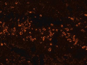 Merck ANTI-HUMAN IGG (FC SPECIFIC)-BIOTIN&