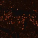 Merck ANTI-HUMAN IGG (FC SPECIFIC)-BIOTIN&