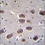 Merck ANTI-NAT12 (C-TERM)