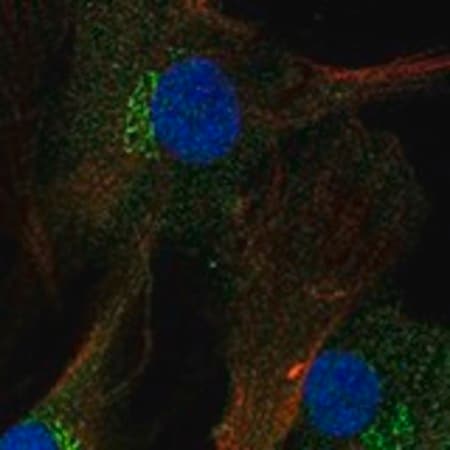 Merck Anti-FNDC3A antibody produced in rabbit