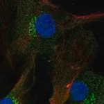 Merck Anti-FNDC3A antibody produced in rabbit